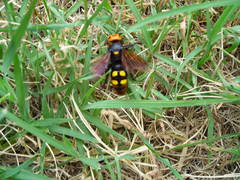 Megascolia maculata maculata