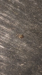 Orchestes steppensis