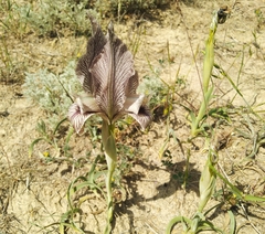 Iris acutiloba