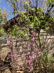 Ungnadia speciosa