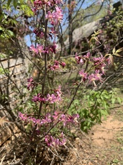 Ungnadia speciosa