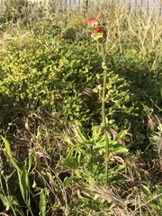Scrophularia sambucifolia