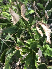 Scrophularia sambucifolia