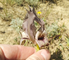 Iris acutiloba