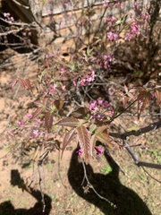 Ungnadia speciosa