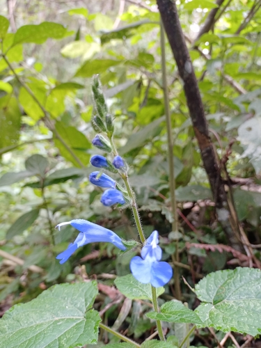 Salvia scutellarioides image