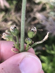 Scrophularia sambucifolia