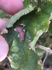 Scrophularia sambucifolia