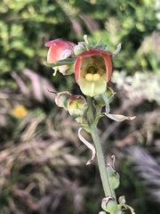 Scrophularia sambucifolia