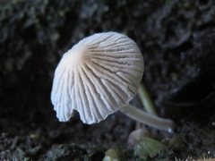 Setulosi