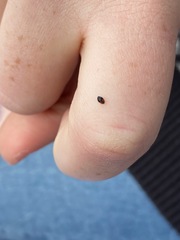 Diomus notescens