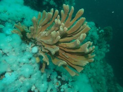 Amphilectus digitatus