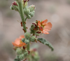 Solenopsis aurea