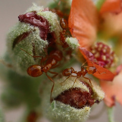 Solenopsis aurea
