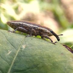 Lixus