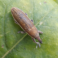 Lixus
