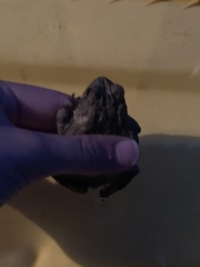 Vandijkophrynus