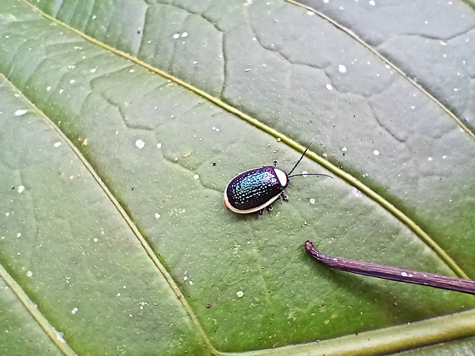 Galerucinae image