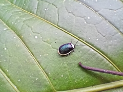 Asphaera albomarginata