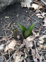 Trillium grandiflorum