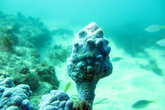 Pyura spinifera