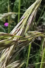 Ampelodesmos mauritanicus