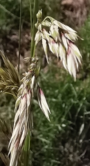 Ampelodesmos mauritanicus