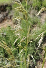 Ampelodesmos mauritanicus