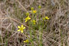 Ranunculus rhomboideus