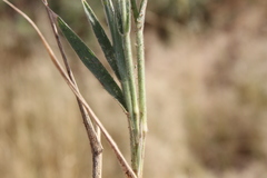 Schmidtia kalahariensis image