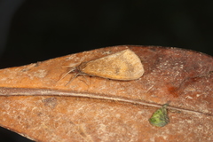 Virbia medarda