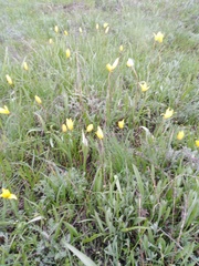 Tulipa sylvestris biebersteiniana
