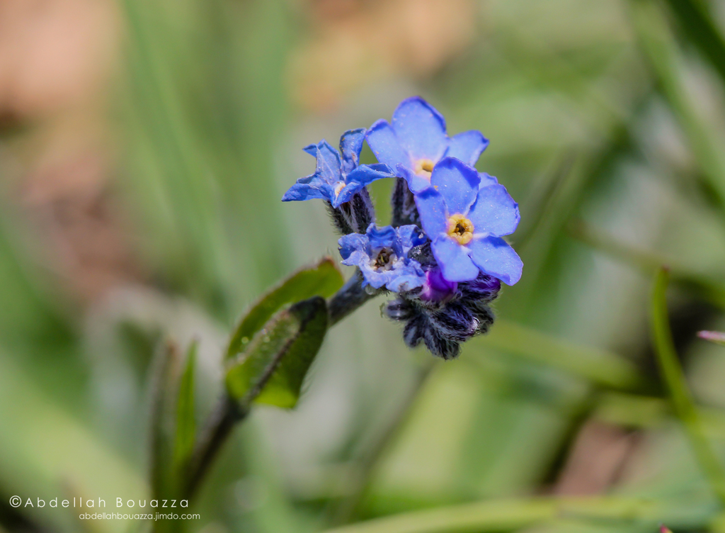 Forget-me-not
