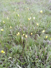 Tulipa sylvestris biebersteiniana