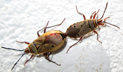 Probergrothius