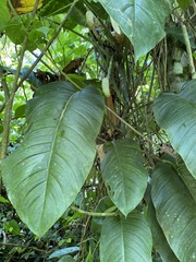 Monstera adansonii