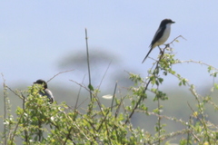 Lanius dorsalis