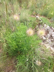 Pulsatilla