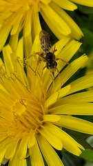 Nomada succincta