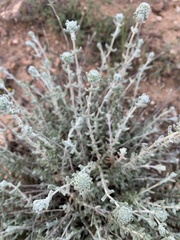 Teucrium charidemi