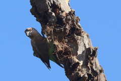 Poicephalus rufiventris