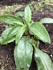 Salvia pentstemonoides