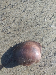 Glycymeris nummaria