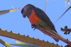 Poicephalus rufiventris
