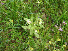 Buglossoides czernjajevii