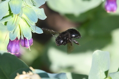 Xylocopa tabaniformis orpifex
