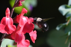 Xylocopa tabaniformis orpifex