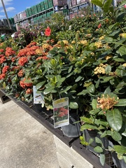 Ixora coccinea coccinea
