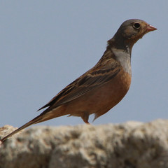 Emberiza caesia