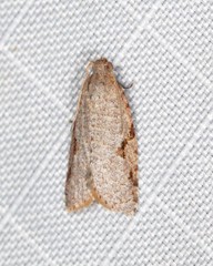 Meritastis piperata
